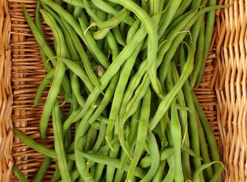 La Ferme de Milly - Anjou - haricots verts-BIO- récoltés main