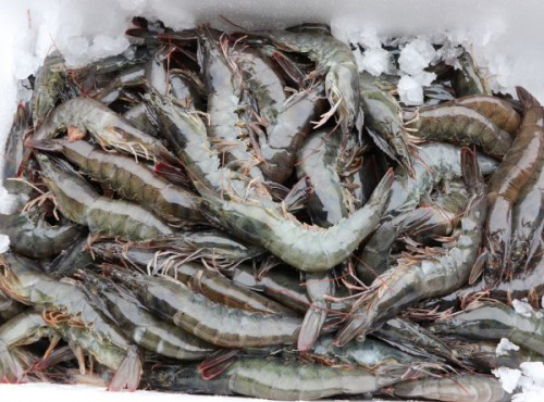Agriloops - Gambas de Bretagne 1kg (calibre 30-50)