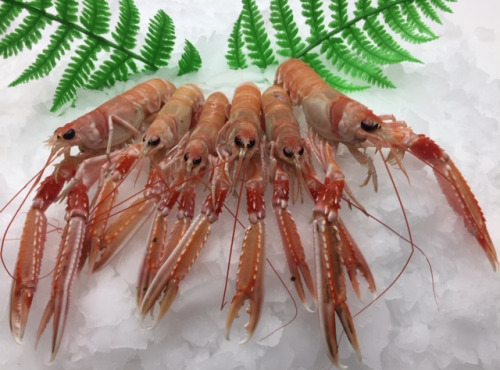 AQUADIS NATURELLEMENT - Langoustines Bretonnes Cuites