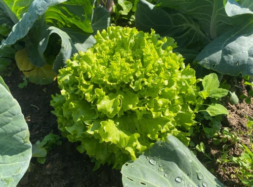 Des Poules et des Vignes à Bourgueil - Salade de Touraine