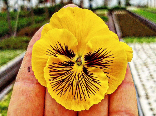 Nature et Saveurs - Ferme Aquaponique et Permacole Astérienne - Pensée comestible Cat Yellow – éclat floral en cuisine