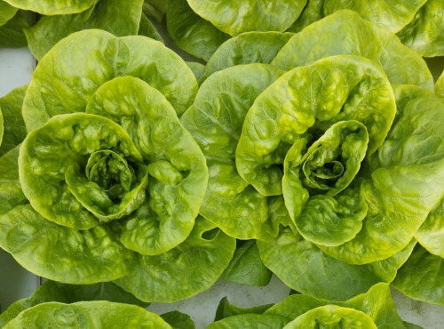 Nature et Saveurs - Ferme Aquaponique et Permacole Astérienne - Laitue Sucrine Jeune – croquant tendre et cœur doux