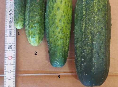 Ferme de la ville basse - Cornichons  Bio moyen frais