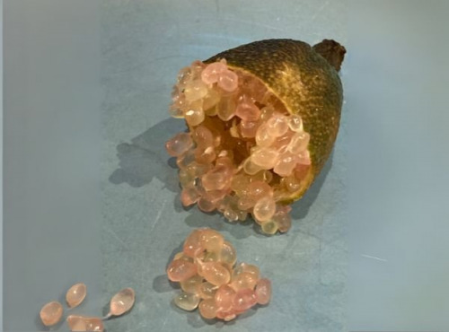 Ferme Les Jardines - Citron Caviar Pink Ice Bio