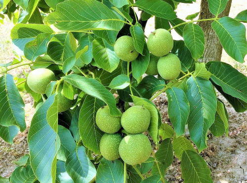 Les Vergers De Tailhac - Noix vertes de la Saint Jean (2kg)