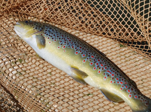 Pisciculture des eaux de l'Inval - 2 Truites Farios Vidées Sous Vide Minimum 200 Gr Chacune