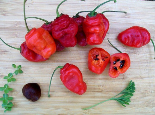 HERBA HUMANA - Piment Rocotto Rouge - 110g