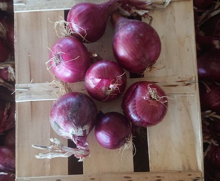 HERBA HUMANA - Oignons Rouge - 1kg