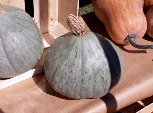 Ferme de Cernunnos - Courge Blue Ballet - 2,8 kg