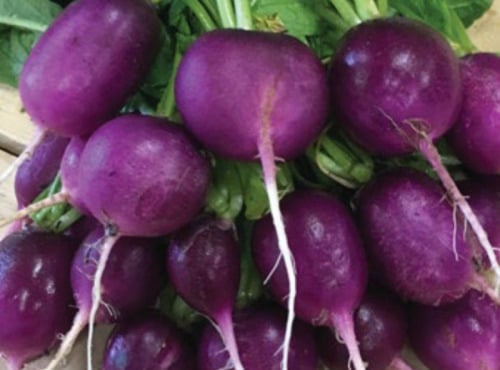 Nature et Saveurs - Ferme Aquaponique et Permacole Astérienne - Radis Pourpre en Botte