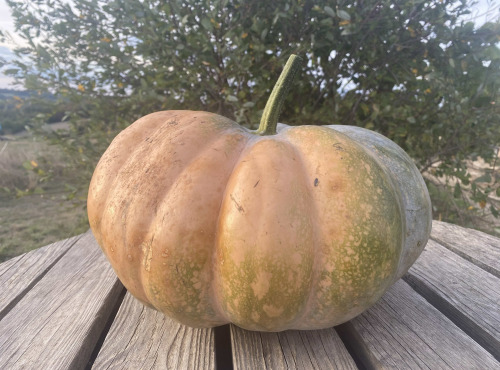 Ferme Sinsac - Courge musquée de provence entiere 10 kg