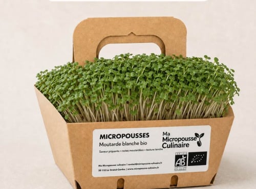 Ma Micropousse culinaire - Micro-pousses bio de moutarde blanche – 16 barquettes