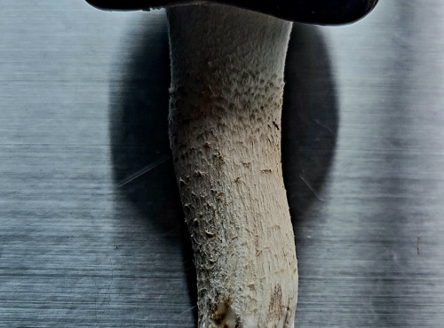 Champinette et Aromates - Pholiotes du peuplier