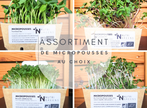 Ma Micropousse culinaire - Micro pousses bio Assortiment au choix 16 barquettes