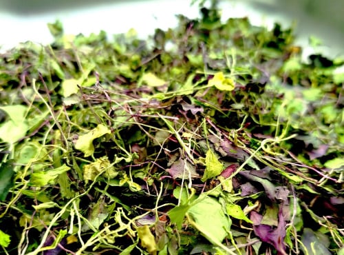 Nature et Saveurs - Ferme Aquaponique et Permacole Astérienne - Micropousses séchées – condiment végétal concentré