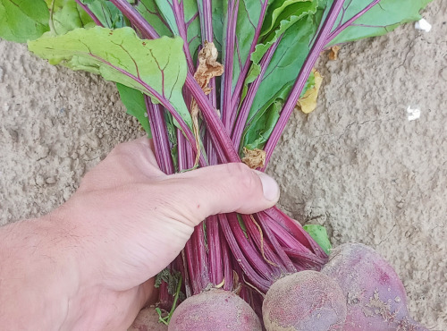 Ferme Joos - Betteraves rouges botte