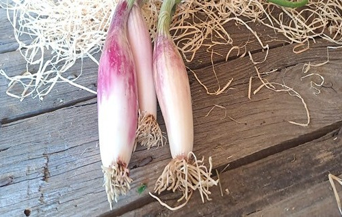Les Jardins de Gérard - Oignon doux Simiane Bio - Botte de 300 g