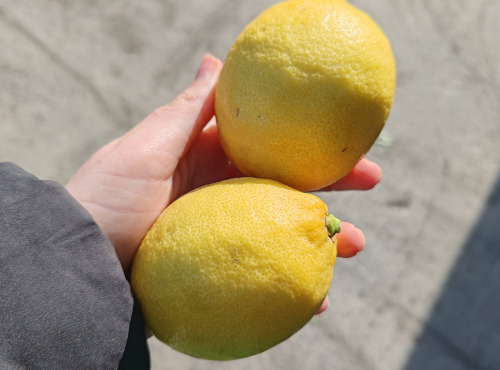 LES VERGERS DE BRAVONE - Citrons jaunes bio 4 KG
