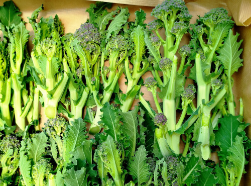 Nature et Saveurs - Ferme Aquaponique et Permacole Astérienne - Brocoletto gastronomiques Rioja — finesse hivernale