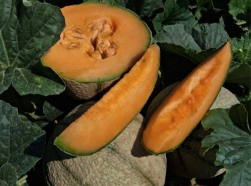 La Maison du Melon - Melon charentais x11