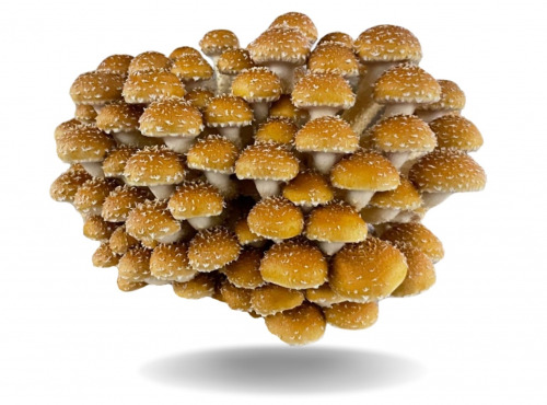 Naturélium - La pholiote du châtaignier 1,5kg