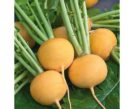 La Ferme de Milly - Anjou - Navets primeurs boule d'or botte-BIO