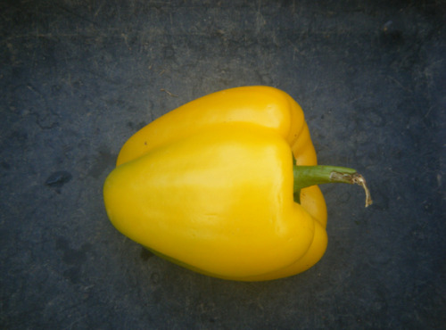 Multiproductions - Cédric Joliveau - Poivron Jaune 1 kg