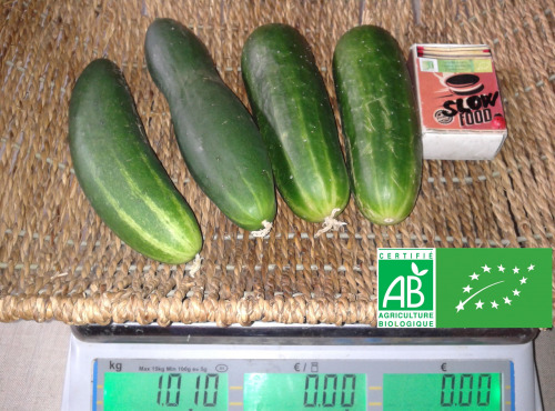LES JARDINS DE KARINE - Concombres verts - 1kg