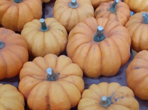 Multiproductions - Cédric Joliveau - Courge Jack Be Little Tout Calibre 1kg
