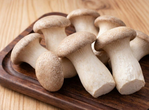 Cham B - Pleurotes du Panicaut (eryngii) Bio frais 2kg