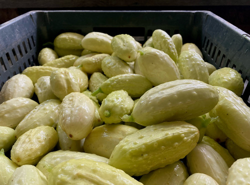 La Ferme d'Artaud - Cornichons blancs - 3kg