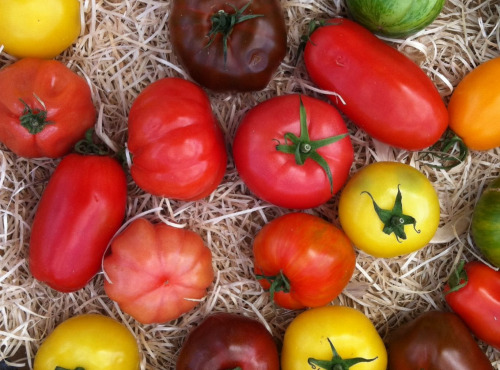 La Ferme de Goas Per - Tomate ancienne bio 500gr