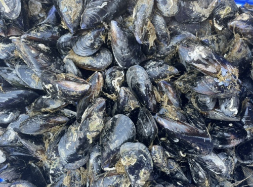 Chez Yoann et Jenny, producteurs d'huîtres de Bouzigues - Moules de corde - 1kg