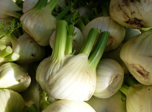 Nature et Saveurs - Ferme Aquaponique et Permacole Astérienne - Fenouil – Le bulbe au parfum anisé