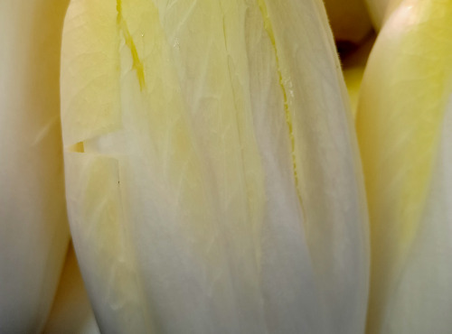 Ferme Joos - Endive - 2kg