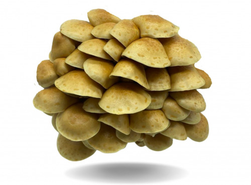 Naturélium - Le nameko 1,5kg