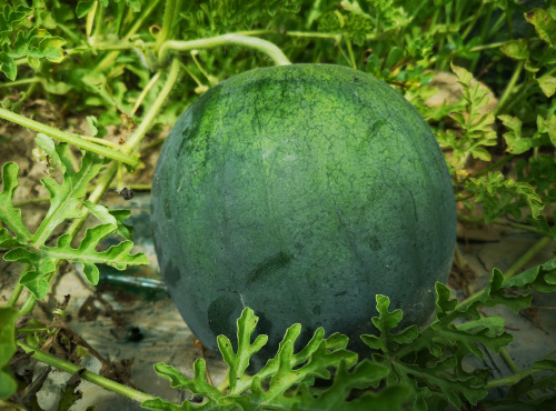 La Boite à Herbes - Mini Pastèque - 3kg