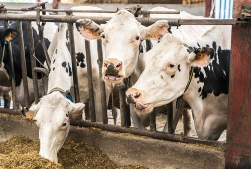 Ferme du Sire de Créquy - Yaourt brassé - Rhubarbe x4
