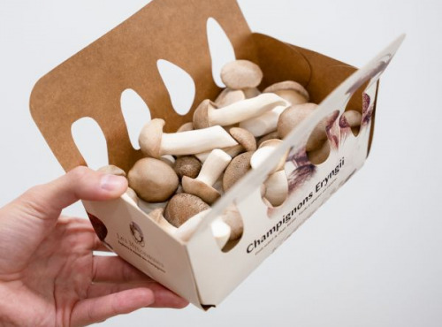Les Myconautes - Pleurotes panicaut Bio - Barquette 250g