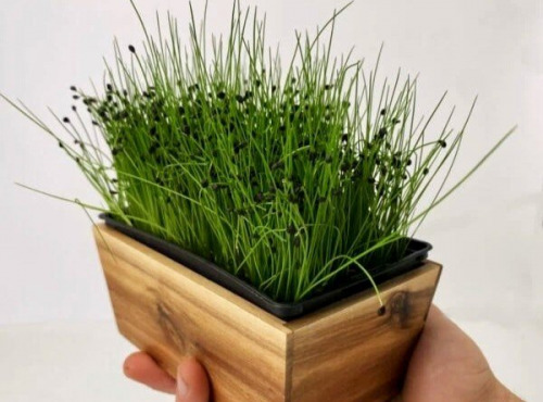Horssol - Ferme urbaine - Micro-pousse d'Ail doux x4 barquettes