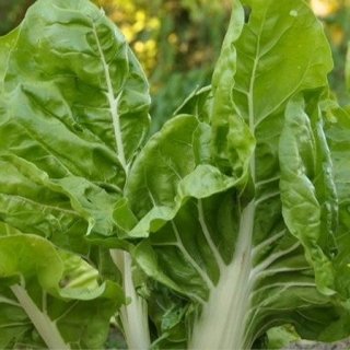 ChâteauFer - Blette à carde -  Botte 500g