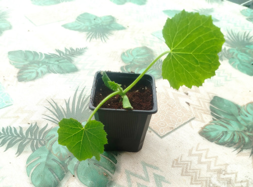 Nature et Saveurs - Ferme Aquaponique et Permacole Astérienne - Plant de Courgette Verte