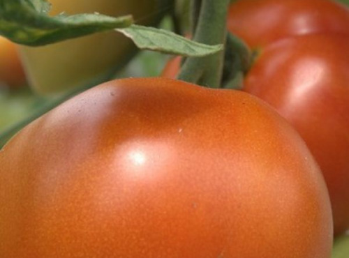 Mon Petit Producteur - Tomate Ronde Bio Paola [vendu Par 1kg]