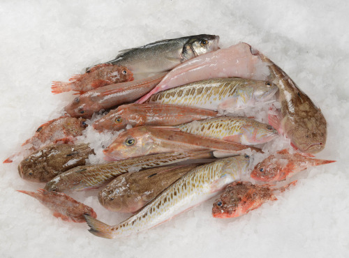 Côté Fish - Mon poisson direct pêcheurs - Kit Pour La Bouillabaisse