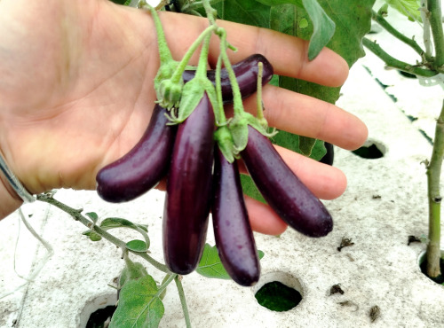 Nature et Saveurs - Ferme Aquaponique et Permacole Astérienne - Mini Aubergines Pourpres Gastronomiques Little Finger