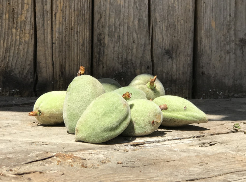 La Boite à Herbes - Amandes douces bio 1kg
