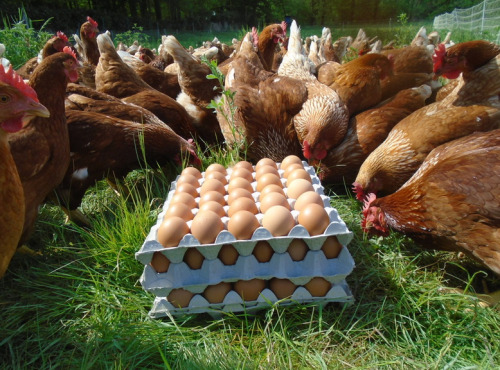 La Ferme de l'Abbaye - Oeufs de Poules Rousses Lohman (3 plaques de 30 œufs)