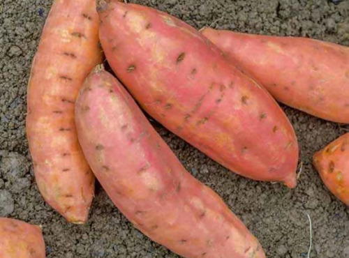 La Ferme de Goas Per - Patate douce 400gr bio