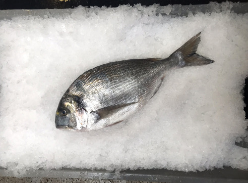 Godaille de l'Armement Cherbourgeois - En Direct du Bateau - Daurade Royale Sauvage - Pièce de 1.5kg