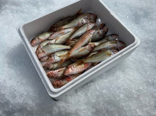 Pêcheur Toni  Micheau - Caissette de moyen Rouget barbet 1kg